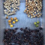 コーヒー豆の精製方法